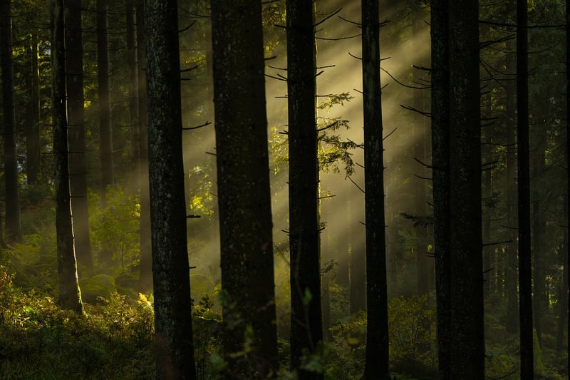 Mystical Woodland Desserts