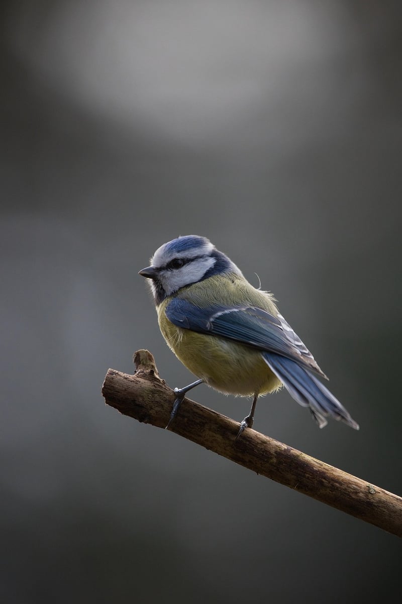 Nature-Inspired Photography