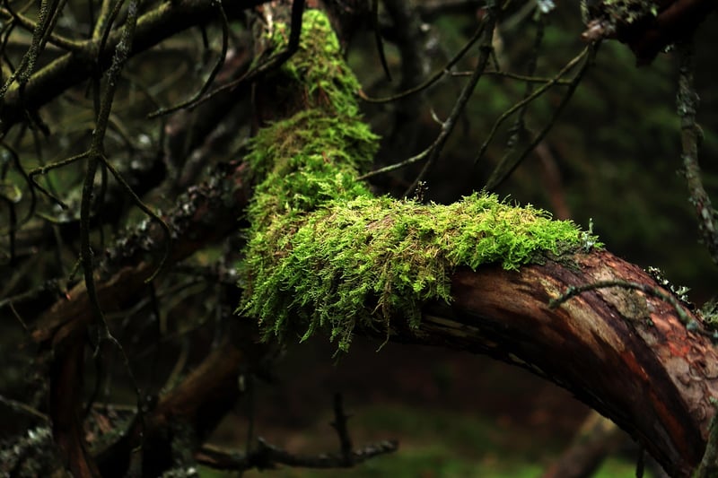 Mossy Table Centerpieces